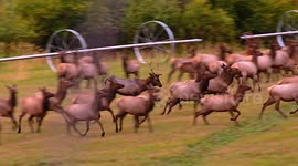 Bugling Bulls Announce Elk Rut Season