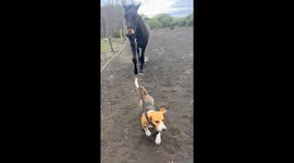 Puppy Takes Horse Out for a Walk