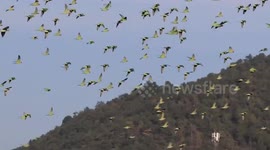 Flock of green birds fly over sunflower fields in Thailand