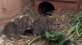 US: Queens Zoo Sends 15 New England Cottontail Rabbits Back To The Wild