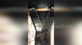 US: Sea Turtle Hatchlings Show Surprising Smarts Despite Hot Nests