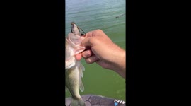 Hummingbird on my Bass