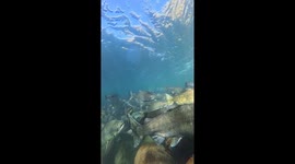 Underwater footage of spring salmon swimming upstream in the beautiful clear water if the Chilliwack River near Vancouver British Columbia