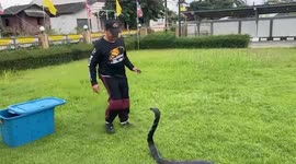 King cobra injured after being mauled by pet dogs in back garden