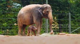 Footage shows adorable baby elephant taking its first steps