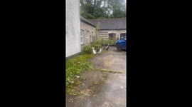 SOUND ON! Runner ducks go viral for rainy footwork—'Slappy' feet clip hits 1.4 million views