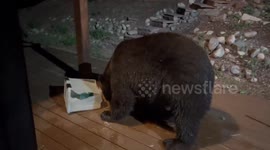 Hungry bear munches on bird feeder on porch in Colorado