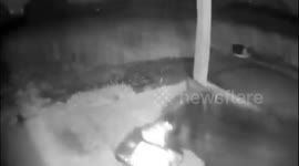 Bear caught on camera stealing sweater from front porch in Washington