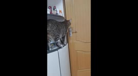 Cat demonstrates problem-solving to open door in Shanghai, China