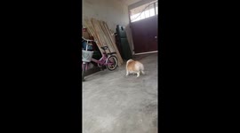 Corgi plays energetically with cloth in Sichuan, China