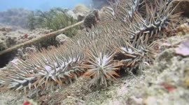Echinoderm: Close up of Crown of Thorns Starfish attacking underwater camera on coral reef in the Philippines