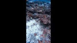 Underwater Wonders: Starfish in Crystal-Clear Maldives Waters