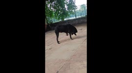 Delhi Stray's Unusual Condition: Cryptorchidism Caught on Camera!