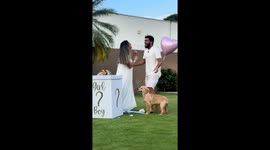 Golden Puppy Gets Spooked By Gender Reveal Balloon