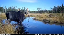 Huge Bull Moose Visits Camp After the Hunt! Epic!