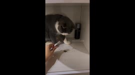 Catnip Sends Cat To Another Universe