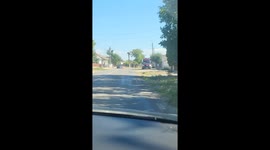 Red deer spotted wandering through residential area in Borcea, Romania