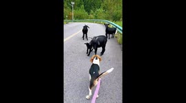 Dog nudged by adult goat after sniffing baby goat in Guizhou, China