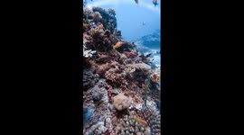 Starfish on Coral Reef – Underwater Maldives Marine Life Footage