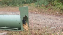 US: Young Black Bear Released Back Into The Wild After Rehabilitation In New York