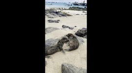 Adorable baby sea lions cuddle and kiss on Galápagos beach
