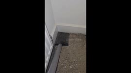 ASMR vacuuming video hits 9.8 million views - clear tube, glitter, and crunch deliver ‘mind tingles’