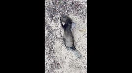 Wild newborn sea lion rubs head in flippers while tired on Galápagos beach