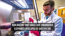 New Vaccine That Could Save Endangered Elephants Developed At Chester Zoo