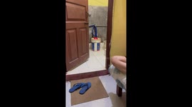 Unbothered cat lets rat roam in bathroom, India