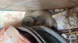 DRAMATICALLY, 3-METER KING COBRA EVACUATED FROM KINDERGARTEN WAREHOUSE IN PADANG