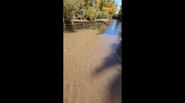 Serene autumn stroll with a dog by the riverside amid fall colors in USA