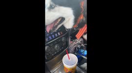 Husky With a Sweet Tea Obsession