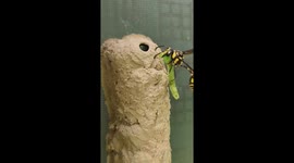 Potter Wasp Feeding It's Larvae