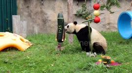 China: Shanghai zoo celebrates three giant pandas' birthdays
