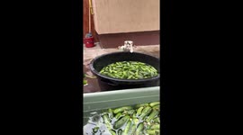 Kitten plays with cucumber in tub in Oradea, Romania