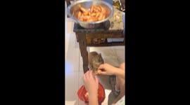 Cat patiently waits for shrimp treat in Jiangsu, China