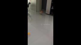 Excited Shiba Inu runs around after getting new kennel in Hebei, China