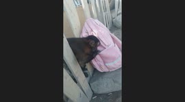 Mischievous monkey steals plastic bag in Oquendo, Lima