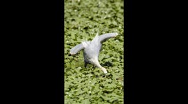 Bird Uses It's Beak in a Peculiar Way to Catch a Fish