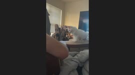Deaf Maine Coon Kitten Experiences Music for the First Time
