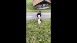 Dog and Dad Slide Down Slope