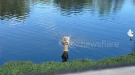 Auggie, our rescued alpaca, loves starting her day with a refreshing morning swim! Swim, Splash, Repeat,
