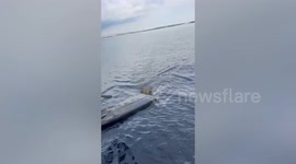 Jaguar with gunshot wounds is rescued from river in Brazil