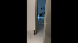 Scary pet cat creeps up on owner while playing hide-and-seek