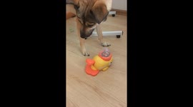 Dog learns to use duck-shaped treat dispenser in Zhejiang, China