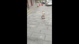 Jack Russell Terrier shows skateboard skills in Shanghai, China