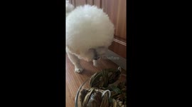 Poodle barks at tied crabs in Shaanxi, China