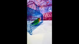 Clever lovebird shows off playful sports routine in Shandong, China