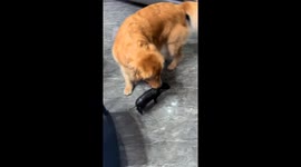 Golden retriever plays with piglet in Zhejiang, China