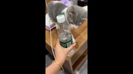 Cat struggles to open water bottle in Gansu, China